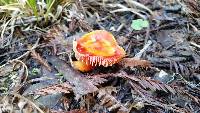 Hygrocybe coccinea image