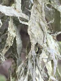 Ramalina subleptocarpha image