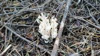 Clavaria fragilis image