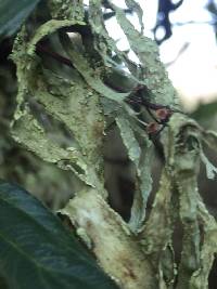 Ramalina subleptocarpha image