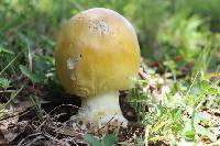 Amanita yema image