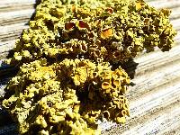 Xanthoria parietina var. parietina image