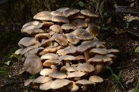 Armillaria mellea image