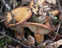 Lactarius alnicola image