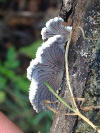 Schizophyllum commune image