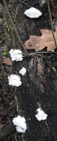 Schizophyllum commune image