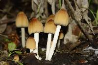 Coprinellus micaceus image