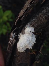 Schizophyllum commune image