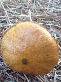 Suillus salmonicolor image