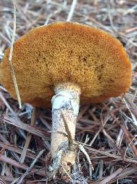 Suillus salmonicolor image