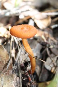 Lactarius fragilis image