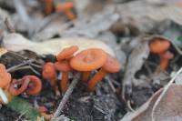 Lactarius fragilis image