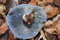 Lactarius indigo image