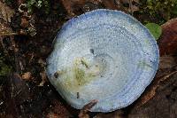 Lactarius indigo image