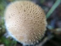 Lycoperdon perlatum image