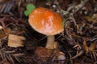 Hygrocybe psittacina var. psittacina image