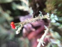 Cladonia macilenta image