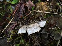 Peltigera membranacea image