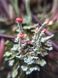 Cladonia macilenta image