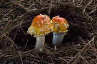 Amanita muscaria image