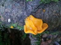 Tremella mesenterica image