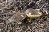 Suillus pungens image