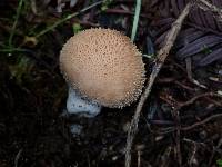 Lycoperdon perlatum image