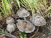 Coprinopsis atramentaria image