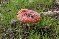 Amanita muscaria image