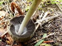 Coprinopsis atramentaria image