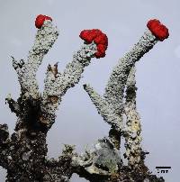 Cladonia macilenta image