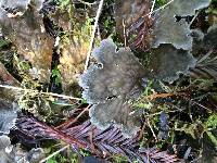 Peltigera membranacea image