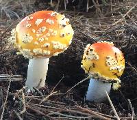 Amanita muscaria image