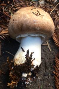 Agaricus hondensis image