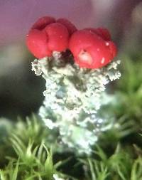 Cladonia macilenta image