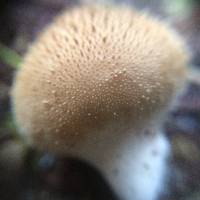 Lycoperdon perlatum image