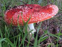 Amanita muscaria image