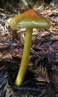 Hygrocybe singeri image