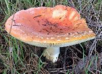 Amanita muscaria image