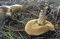 Suillus pungens image