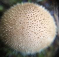 Lycoperdon perlatum image