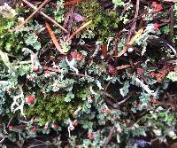 Cladonia macilenta image