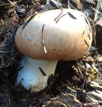 Agaricus hondensis image