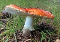 Amanita muscaria image