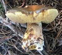 Suillus pungens image