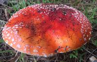 Amanita muscaria image