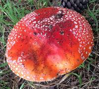 Amanita muscaria image