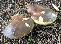 Suillus pungens image