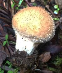 Lycoperdon perlatum image