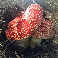 Amanita muscaria image